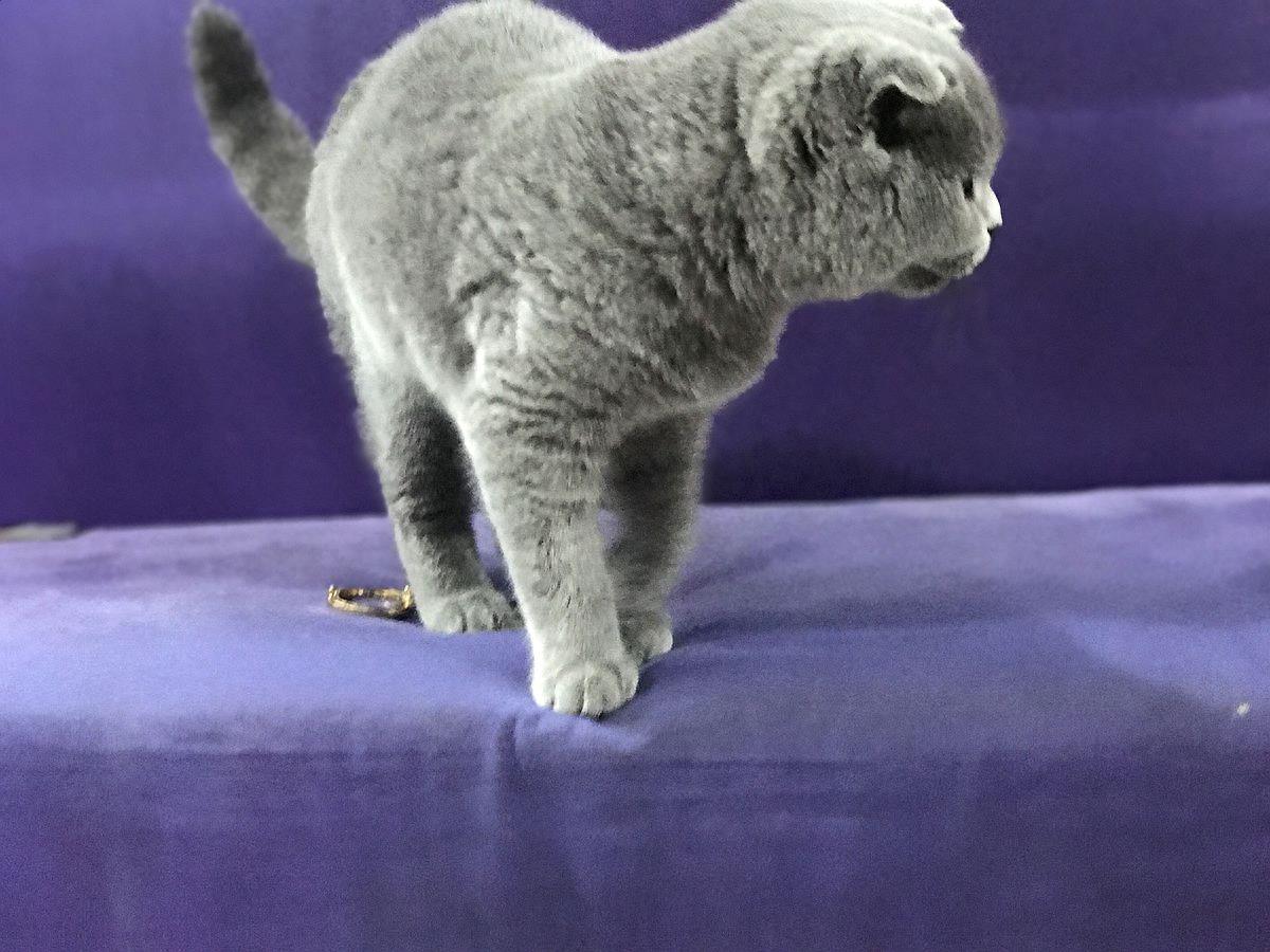 你知道真的有蓝猫吗？快来看看它真正的样子吧