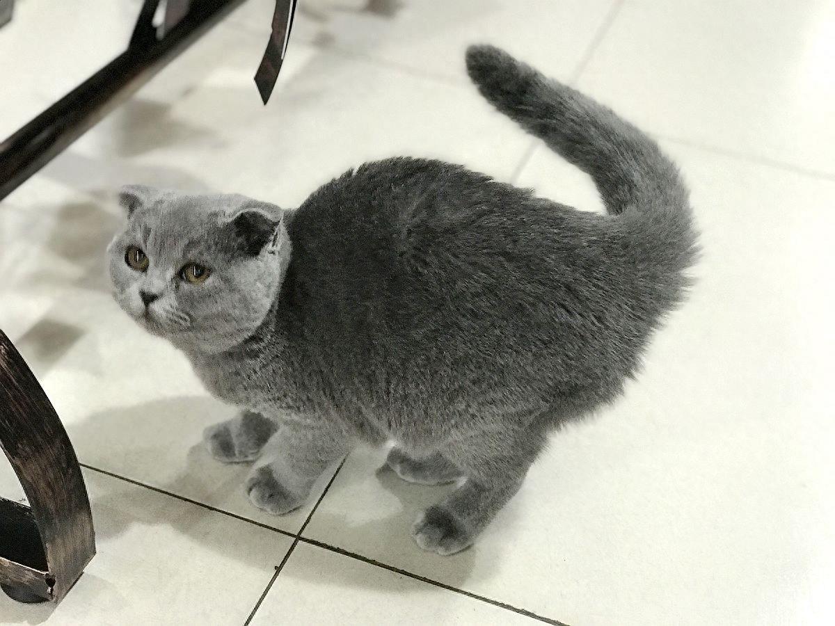 你知道真的有蓝猫吗？快来看看它真正的样子吧