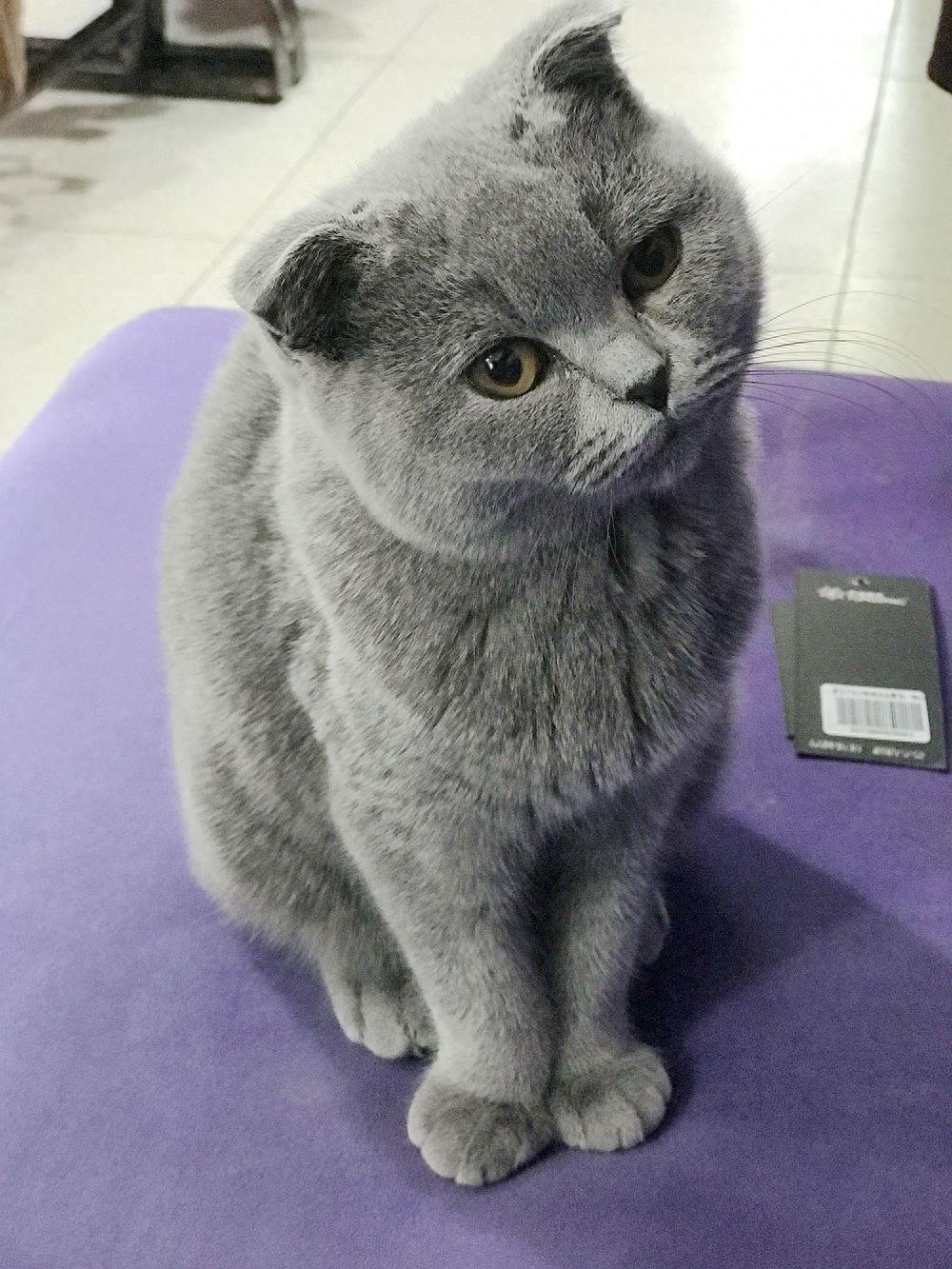 你知道真的有蓝猫吗？快来看看它真正的样子吧