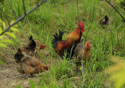 ​加盟农村养鸡被骗千万元，创业者们注意了