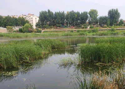 ​男子在河中钓到青绿色“怪鱼”，网友：青衣鱼一斤要好几百