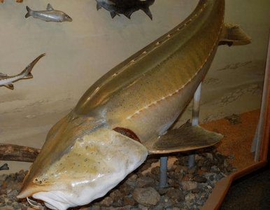 ​我国最大的淡水鱼，因味道鲜美被吃到数量稀少，一斤卖到5万块