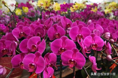 ​打卡了青州花卉市场，太香了，100元实现花卉自由