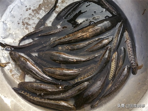 小镇农村街头售卖野生鲤鱼等,黑鱼20元一斤,鲳鱼只卖5元一斤