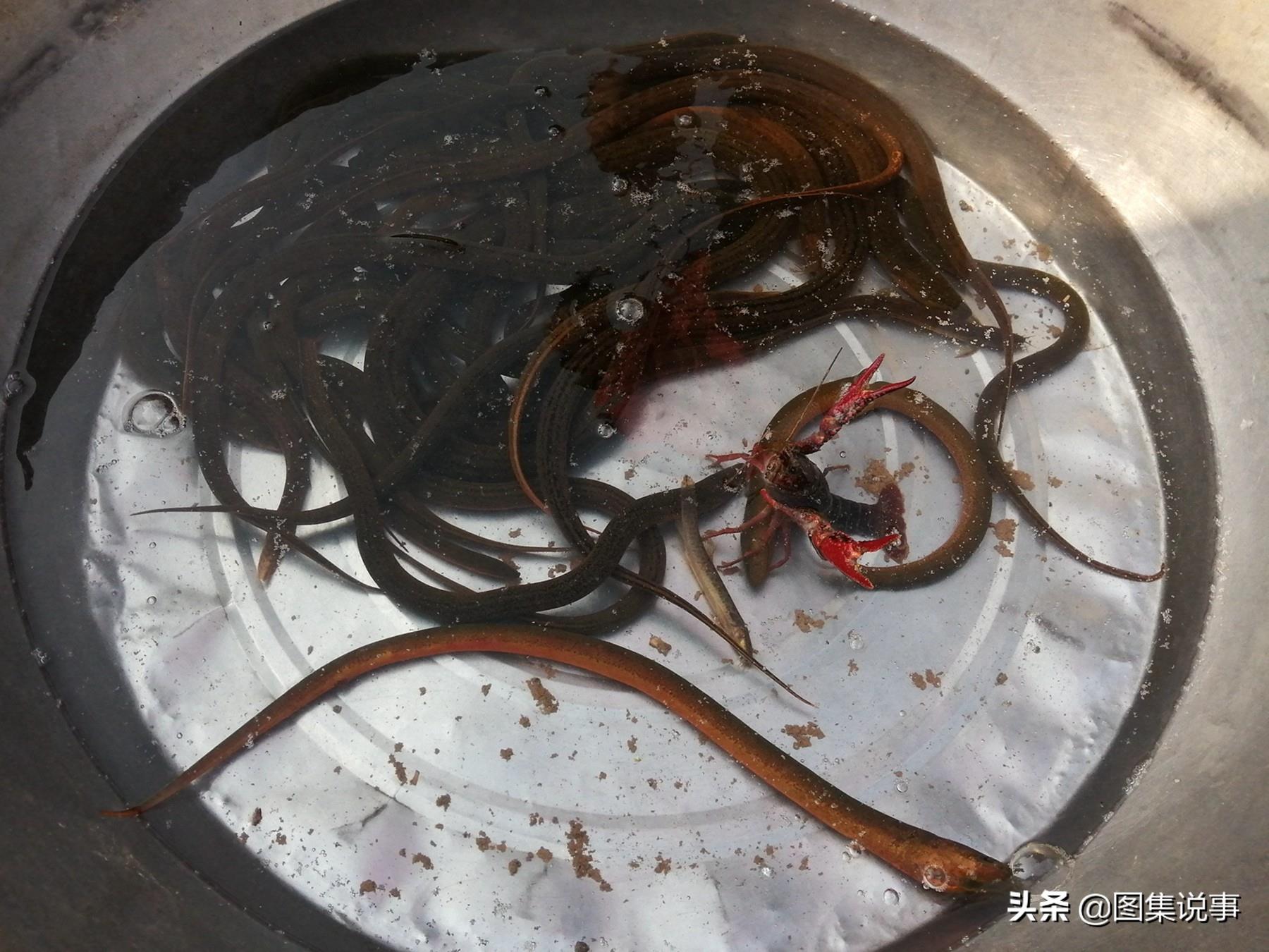 小镇农村街头售卖野生鲤鱼等,黑鱼20元一斤,鲳鱼只卖5元一斤