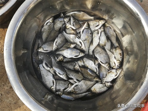 小镇农村街头售卖野生鲤鱼等,黑鱼20元一斤,鲳鱼只卖5元一斤