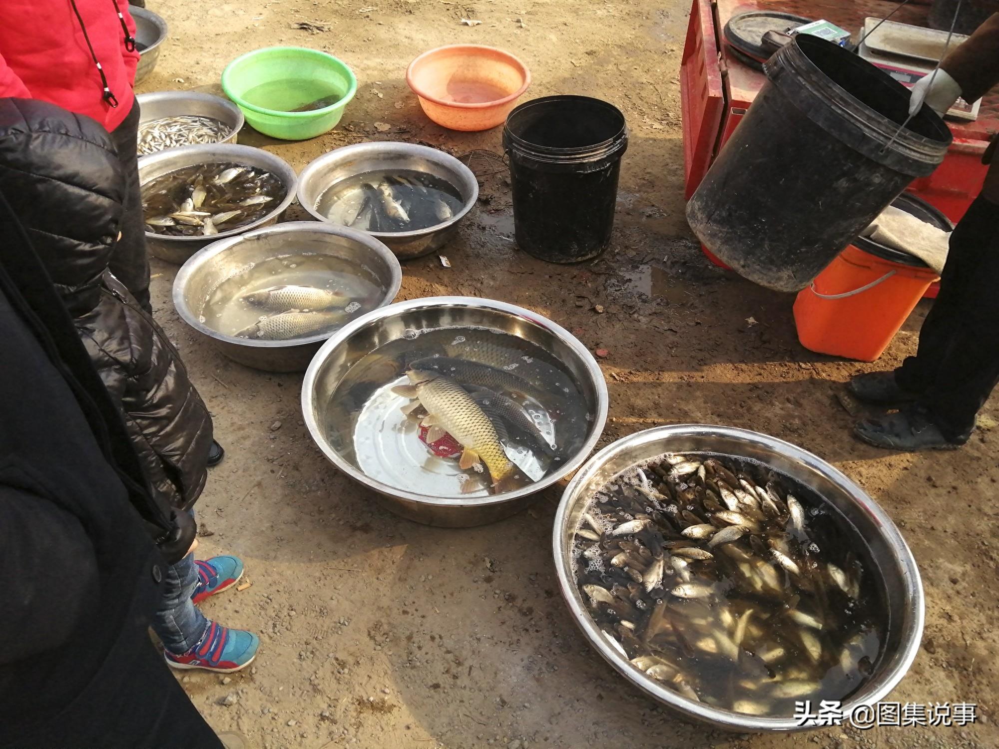 小镇农村街头售卖野生鲤鱼等,黑鱼20元一斤,鲳鱼只卖5元一斤