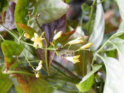 ​大茶叶、大茶药、断肠草、胡蔓藤、野葛、钩吻，它们是同一种中药