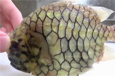 ​世界上最坚硬的鱼，松球鱼煮不烂剪不开