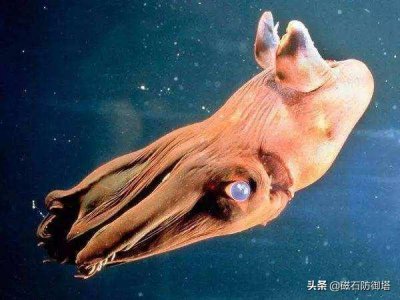 ​名字很吓人的吸血鬼乌贼，实际上居然是身材很小的小动物