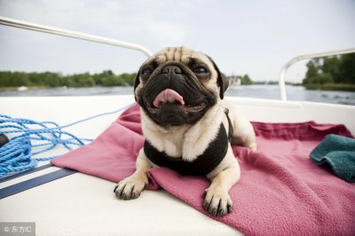 ​饲养巴哥犬讲究多，“5大禁忌”，绝不能犯！