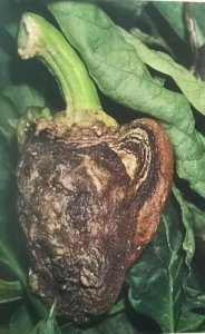 ​辣椒炭疽病症状及防治