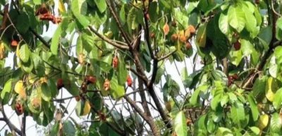 ​广西农村遍地可见的野果，俗称“九层皮”，煮熟味道香甜似板栗