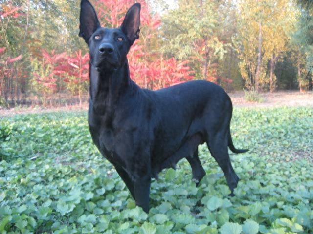 黑狼犬——中国优秀犬种，坚强的个性，综合性运动型狼犬