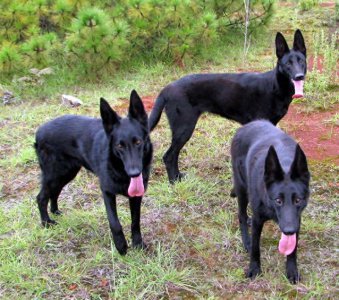 ​黑狼犬-中国优秀犬种，坚强的个性，综合性运动型狼犬