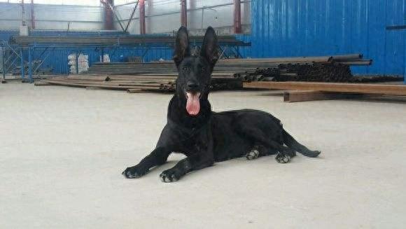 黑狼犬——中国优秀犬种，坚强的个性，综合性运动型狼犬