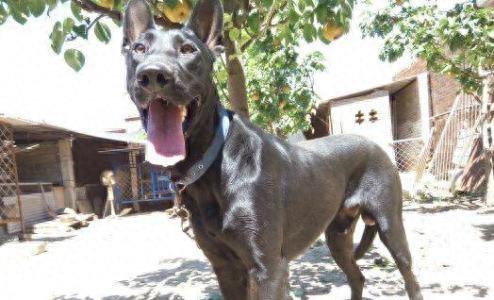 黑狼犬——中国优秀犬种，坚强的个性，综合性运动型狼犬