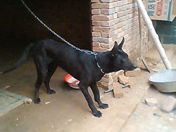 黑狼犬——中国优秀犬种，坚强的个性，综合性运动型狼犬