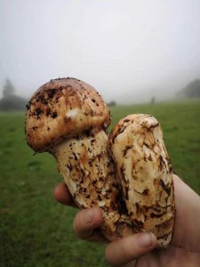 ​松茸的功效及做法