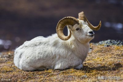 ​俗语：“十羊九不全，一全坐殿堂”，这句话到底什么意思？
