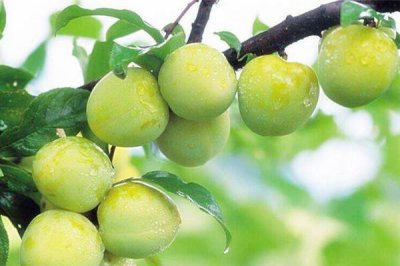 ​巫山脆李，李行天下，重庆市巫山县曲尺乡