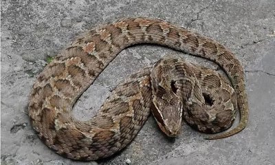 ​这种蛇令人谈虎色变，原矛头蝮蛇，身含剧毒，严重导致截肢