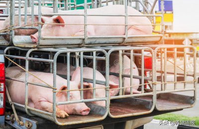 ​养猪周报：养猪人必看，猪100种单项疾病