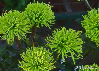 ​这种菊花颜色青绿花型美，生命力强易成活，如今菊花里的独特品种