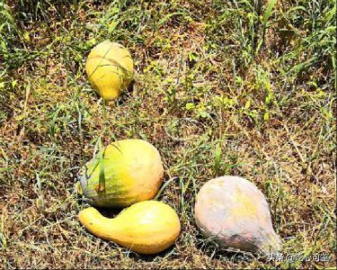 ​4种老南瓜新吃法，蒸煮煎炸，简单易上手，健康营养好滋味