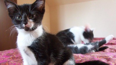 ​猫反感你的表现