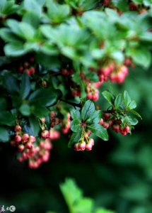 ​灯笼花的花语和象征代表意义