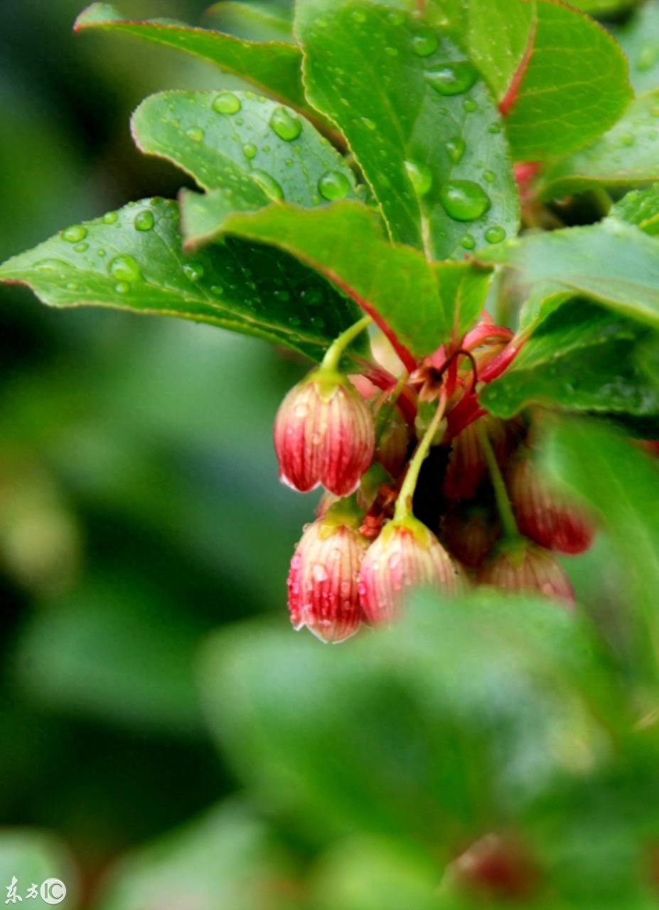 灯笼花的花语和象征代表意义