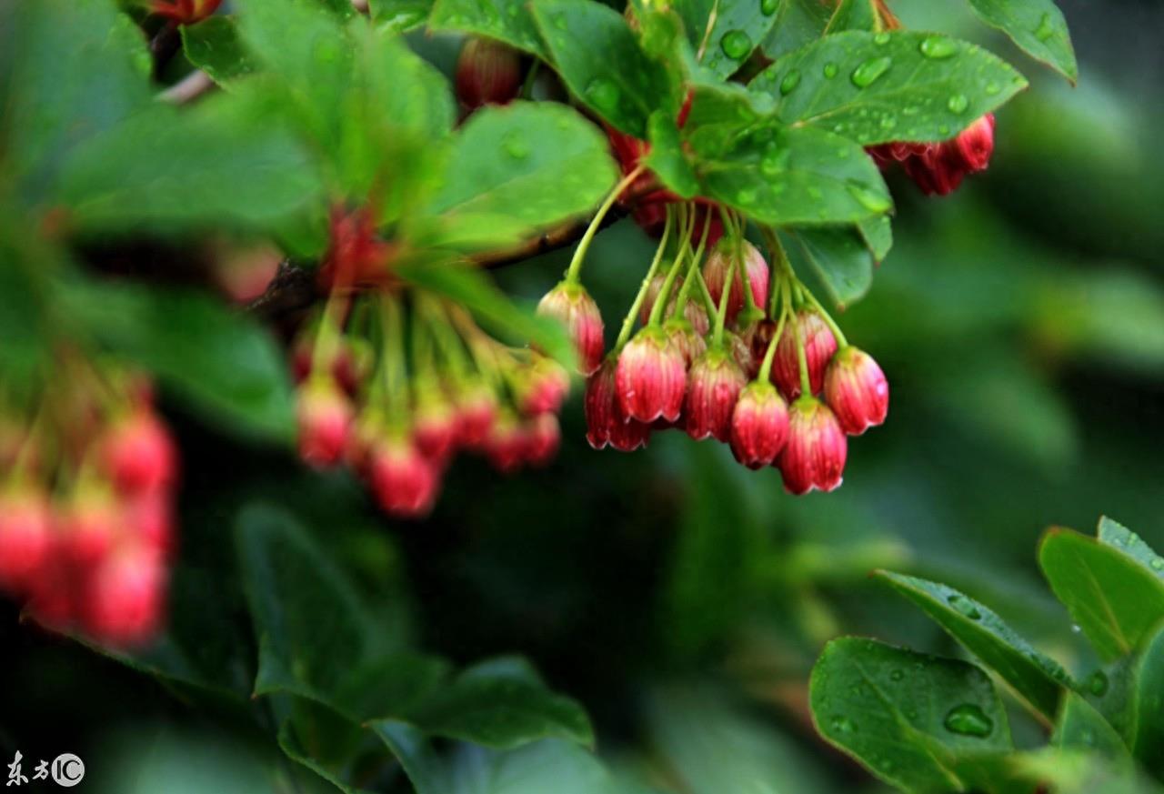 灯笼花的花语和象征代表意义