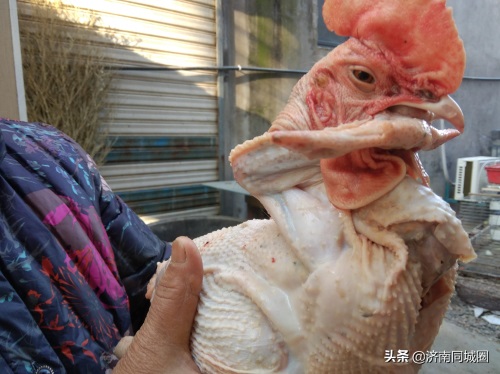 你知道在农村,上贡用的盘鸡,都是怎么盘起来的吗?