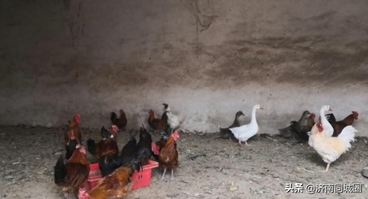 你知道在农村,上贡用的盘鸡,都是怎么盘起来的吗?