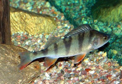 ​你以为五道黑是什么？