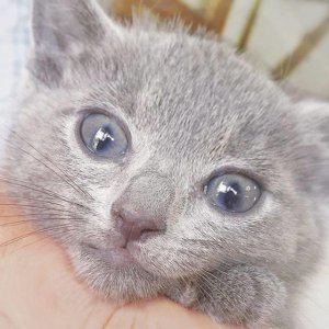 ​英短俄短傻傻分不清，真正的俄罗斯短毛长着瓜子脸