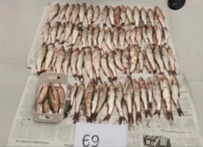 ​二级保护动物也有人敢卖！男子非法捕捞野生多鳞白甲鱼被抓