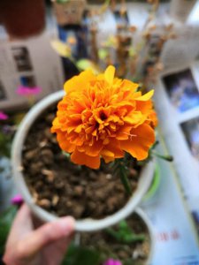 ​十二是难忘，十一是遗憾