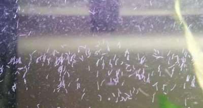 ​还在为鱼缸里的蛋白虫而烦恼吗？根除蛋白虫方法