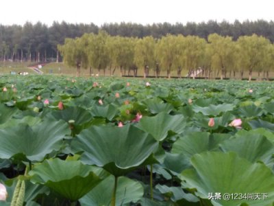 ​辽宁沈阳浑南中央公园，赏荷花的好地方