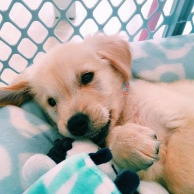 金毛头像可爱高清大全