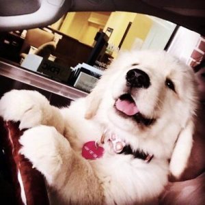 ​金毛头像可爱高清大全