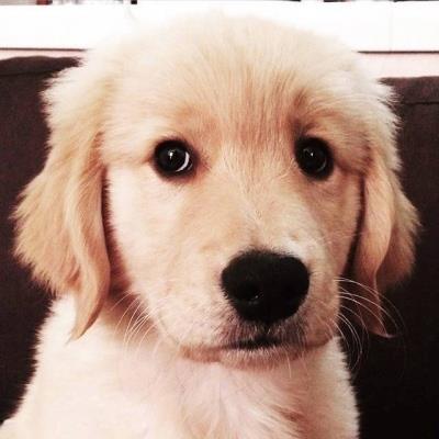 金毛头像可爱高清大全