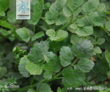 ​野菜知识｜水芹 水芹菜