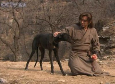 ​家有小土狗：目前全球仅存的一只古老犬种，俗称中国的哮天犬！