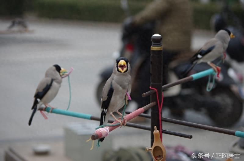 原创摄影:可爱的黑头蜡嘴雀