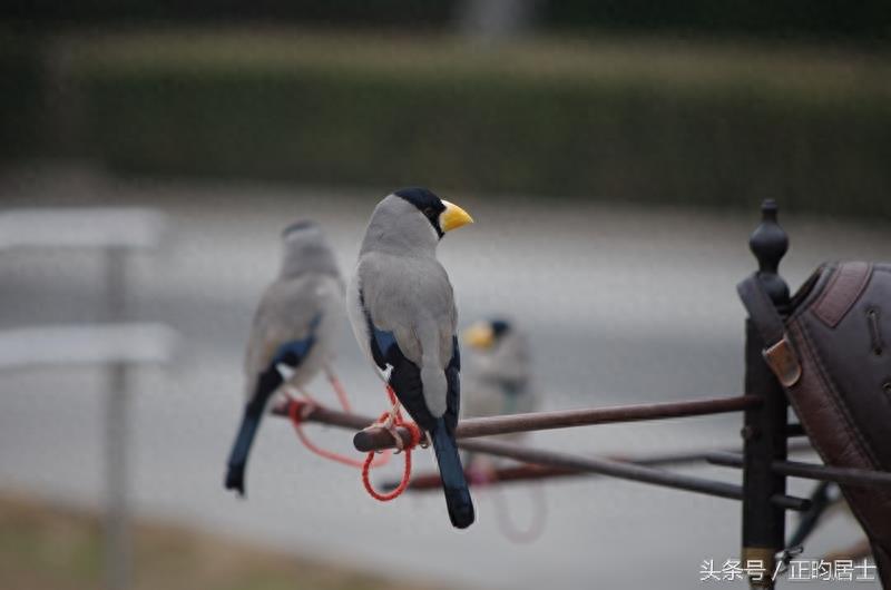 原创摄影:可爱的黑头蜡嘴雀