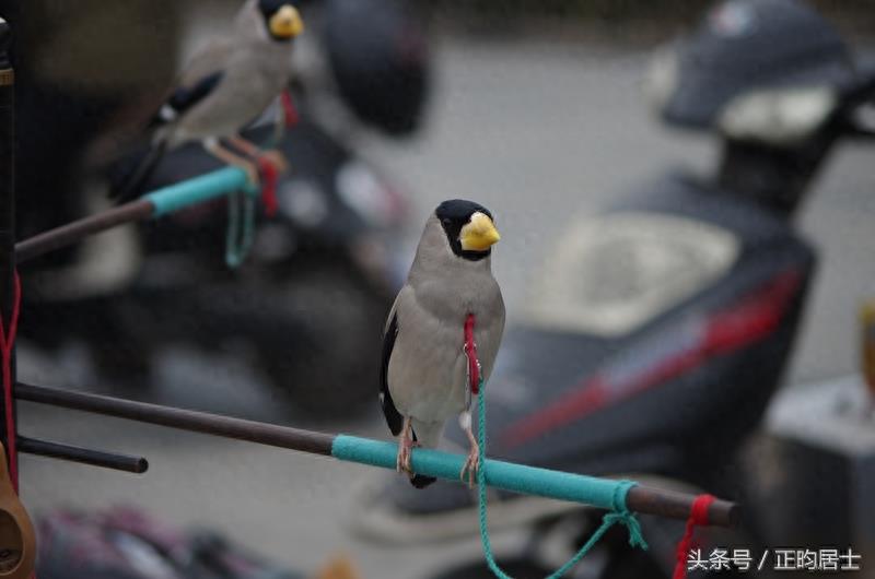 原创摄影:可爱的黑头蜡嘴雀