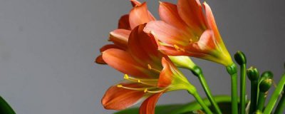 ​君子兰烂根了怎么救活